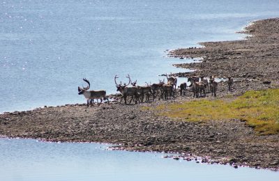 Caribou along the coast of Eeyou Istchee