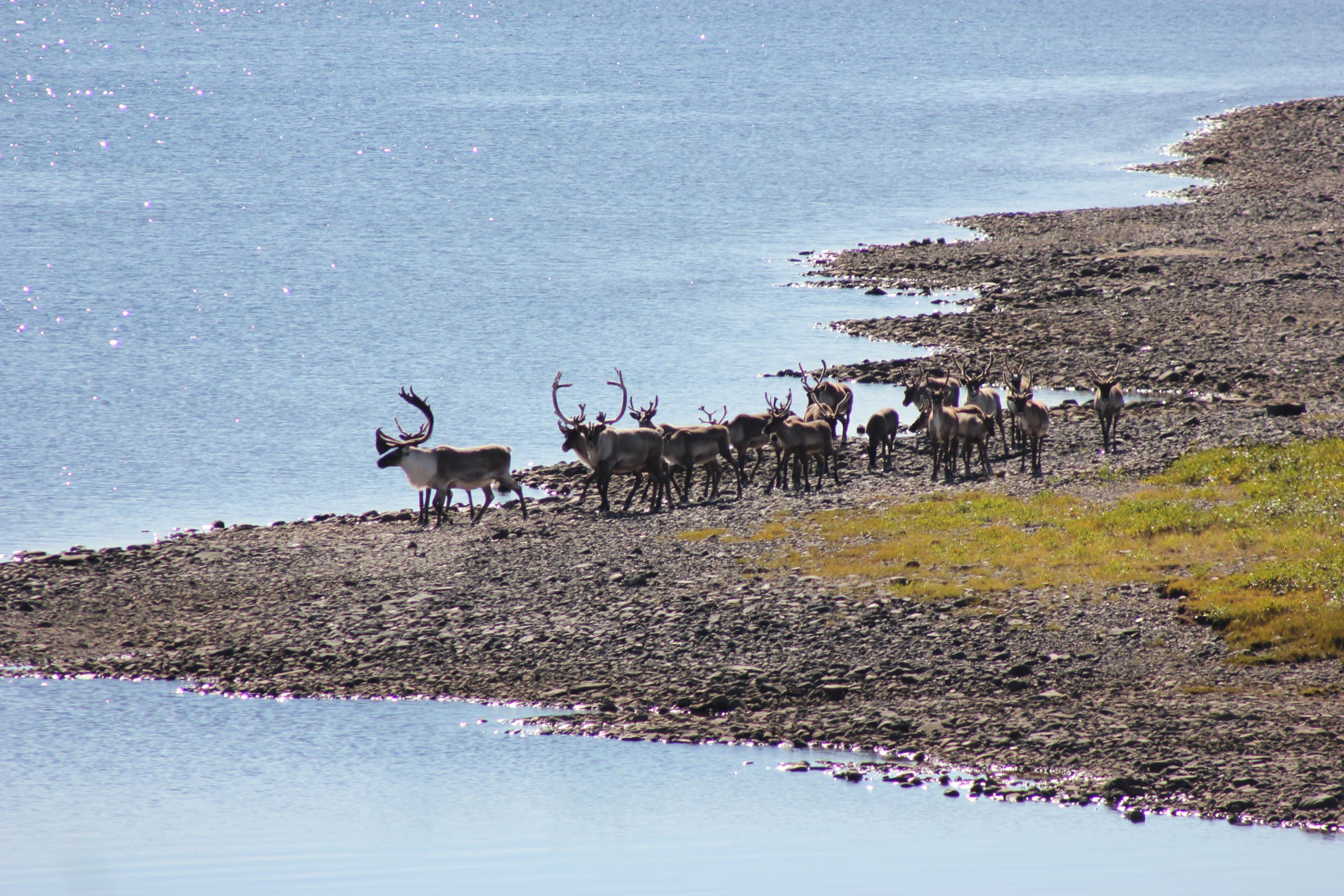 Caribou along the coast of Eeyou Istchee